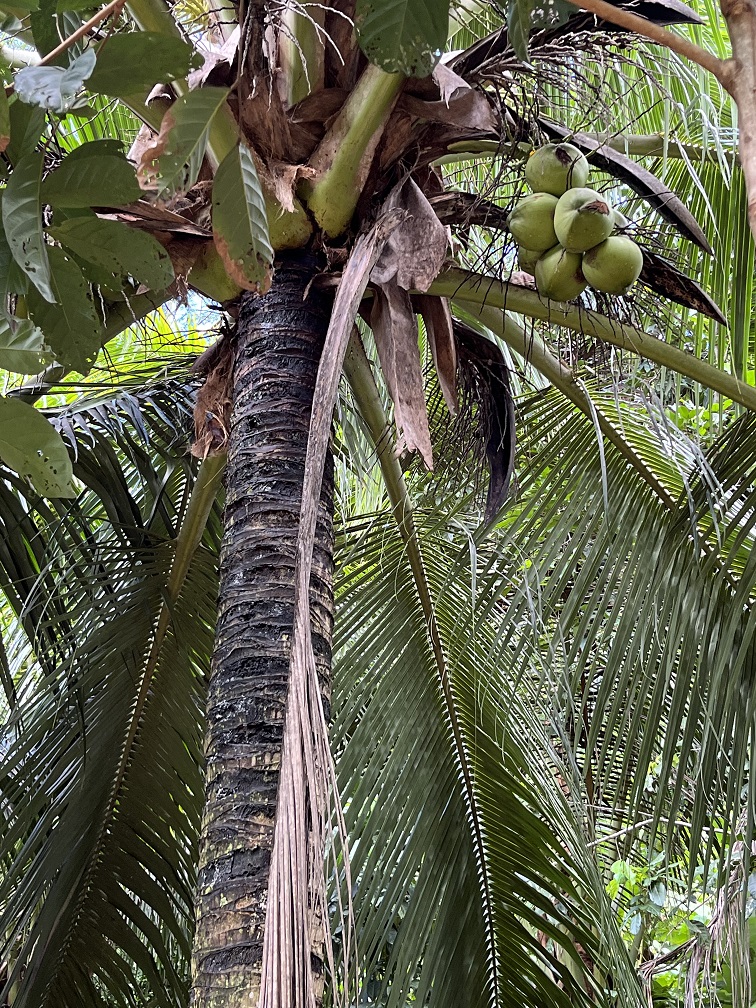 Foraging for young coconuts