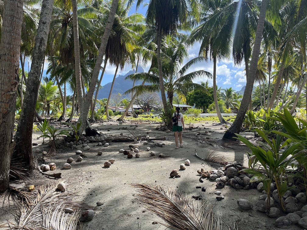 Foraging for coconuts